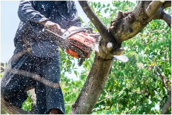 tree services Bowmanstown